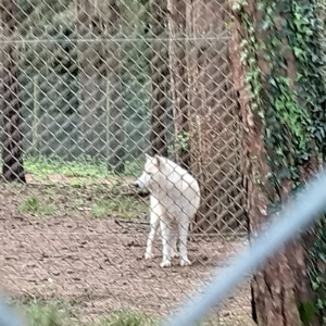 loup arctique bis