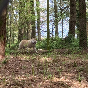 loup arctique